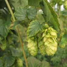 Hops are a key ingredient in beer