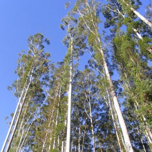 Eucalyptus grandis trees
