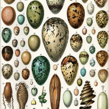 Eggs, illustration by Adolphe Millot from Nouveau Larousse Illustré [1897-1904]