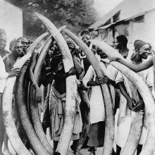 Men with ivory tusks, Dar Es Salaam