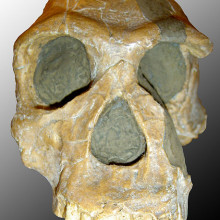 Skull of Homo Habilis
