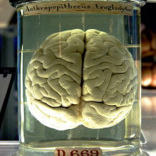 A chimpanzee brain at the Science Museum London