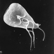  G. lamblia is the organism responsible for causing the diarrhoeal disease giardiasis. Once an animal or person has been infected with this protozoan, the parasite lives in the intestine, and is passed in the stool.