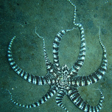 Mimic octopus