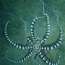 Mimic octopus