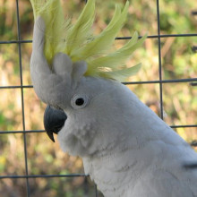 Sulphur Crested Cockatoo