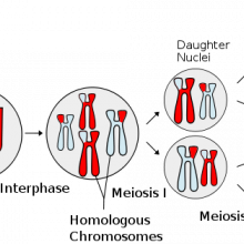 The process of meiosis, which generates haploid gametes (germ cells).