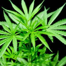 Cannabis sativa Cannabis sativa