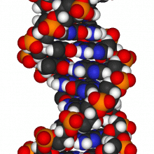 A molecular model of a fragment of DNA