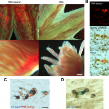 Recurrent turnover of senescent cells during regeneration of a complex structure