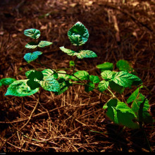 Still Life Still Life
