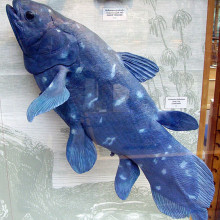 The Coelacanth, Latimeria chalumnae model in the Oxford University Museum of Natural History