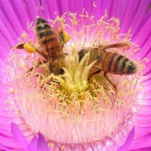 Western Honey Bees collecting pollen