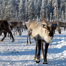 Reindeer can't eat carrots, but they can have red noses.