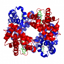 Haemoglobin