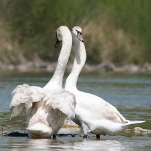 The Mute Swan (Cygnus olor) is a common Eurasian member of the duck, goose and swan family Anatidae.