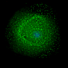 HIV-1 particles assembling at the surface of an infected macrophage.