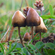 Psilocybe semilanceata