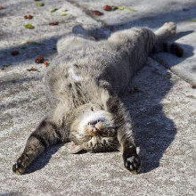 A cat asleep on its back