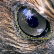 Hawk eye