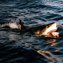 A great white shark at Isla Guadalupe, Mexico.