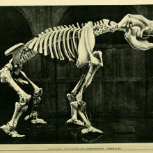 diprotodon