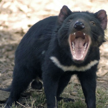 A Tasmanian Devil