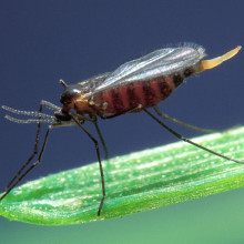 Hessian fly, Mayetiola destructor, barley midge. A significant pest of cereal crops including wheat, barley and rye. Though a native of Asia it was transported into Europe and later into North America in the straw bedding of Hessian troops.