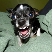 A Chihuahua protecting its bone.