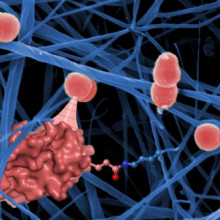 Covalent bonds help bacteria stick to tissue.