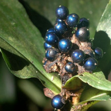 Pollia condensata - the brightest thing in nature