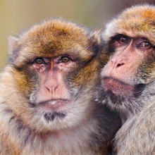 Macaques hugging