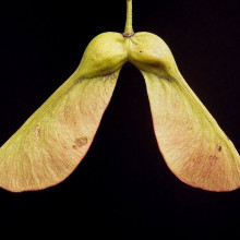 Acer pseudoplatanus - Helicopter Seeds