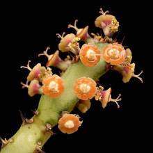 Euphorbia baylissii Euphorbia baylissii