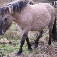 Konik, displaying dorsal line & other physical features