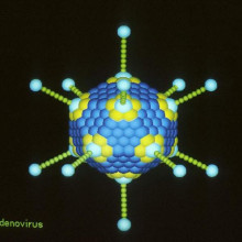 adenovirus