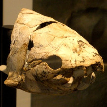 Skull of Eastmanosteus, a fossil placoderm