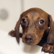Puppy dog eyes Just one more doggy treat please...