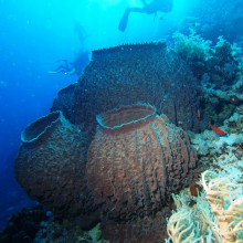 Barrel sponge (Xestospongia testudinaria) Barrel sponge (Xestospongia testudinaria)