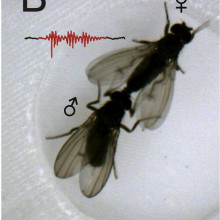 Acoustic duetting in Drosophila virilis relies on the integration of auditory and tactile signals