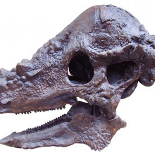 Pachycephalosaurus skull