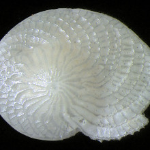 Foraminifera Heterostegina depressa, Indonesia