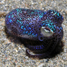 Bobtail squid