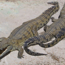 Nile Crocodiles