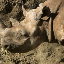 Black Rhino at Taronga zoo, Sydney, Australia