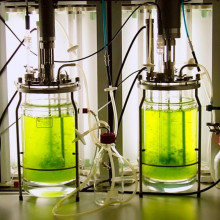 moss bioreactor