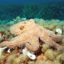 Octopus vulgaris