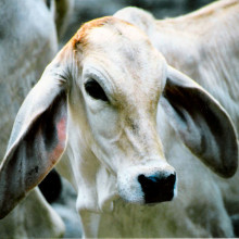 Brahman cow