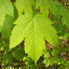 Sycamore Maple (Acer pseudoplatanus)