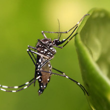 Aedes aegypti in Dar es Salaam, Tanzania